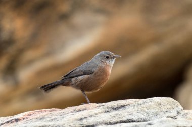 Rock Warbler kumtaşı kayanın üzerinde dinleniyor
