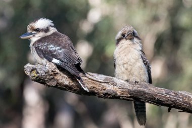 Gülen yalıçapkını çifti ağaç dalında dinleniyor