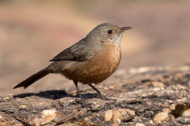 Avustralya Rock Warbler kuşu