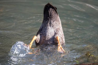 Pasifik Kara Ördeği gölün dibindeki bitki örtüsüyle besleniyor.