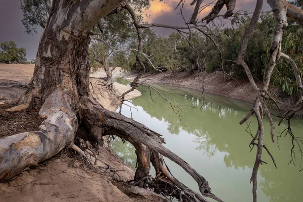 Rivier Red Gum Aan Oevers Van Darling Ver Westelijk Australië — Stockfoto