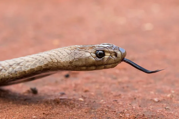 Λουράκι Snouted Brown Snake Τρεμοπαίζει Γλώσσα — Φωτογραφία Αρχείου