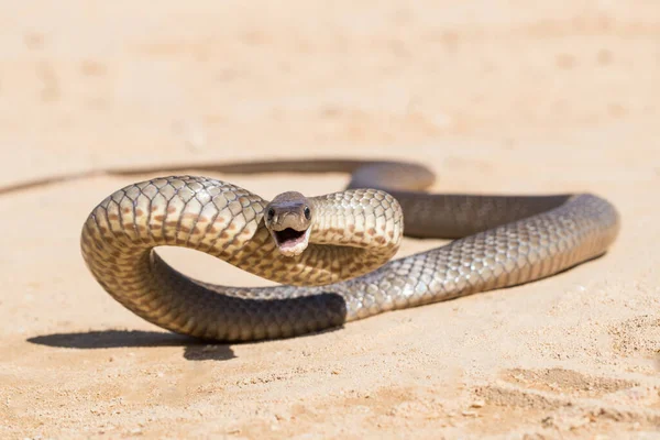 Serpent Brun Est Pose Défensive — Photo