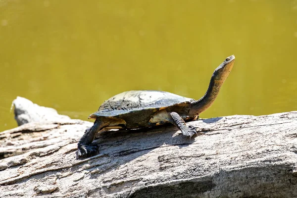 Eastern Long Necked Turtle Basking Log — Stock Photo, Image