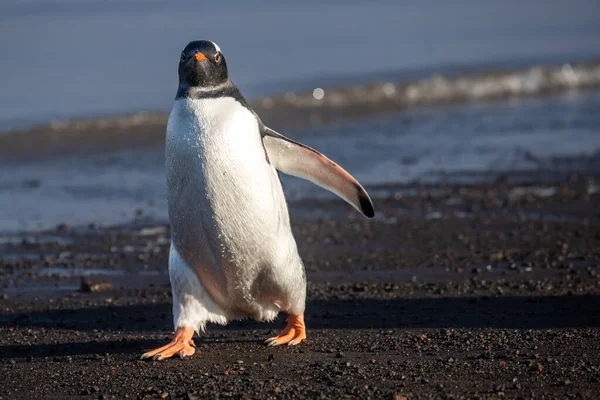 Gentoo Pinguim Andando Praia Rochosa — Fotografia de Stock