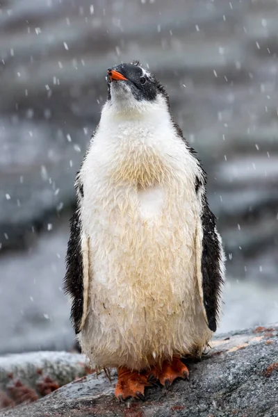 Gentoo Pinguim Rocha Enquanto Neva — Fotografia de Stock