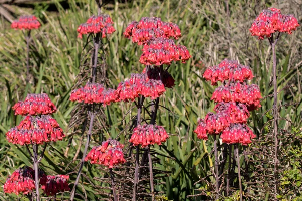 Mère Millions Plantes Fleur — Photo