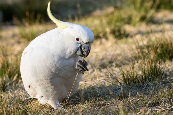 Cacatua Crista Enxofre Alimentando Sementes Grama — Fotografia de Stock