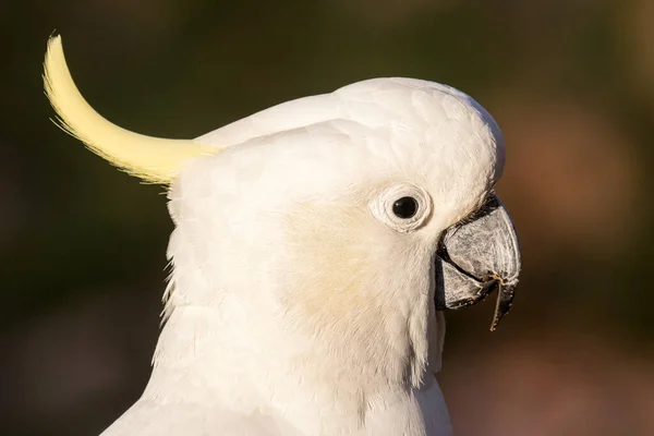 Close Sulphur Crested Cockatoo — Stock Photo, Image