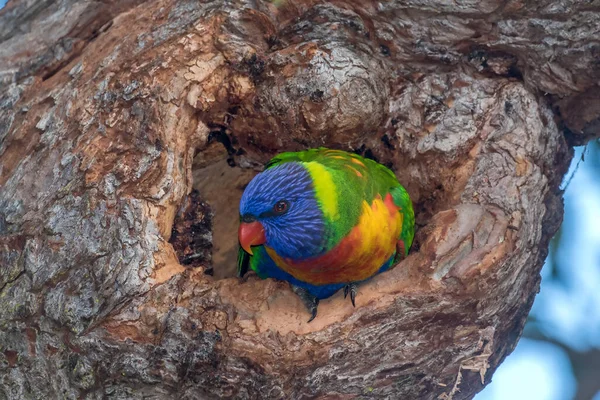 Lori Arco Iris Encaramado Enterance Para Anidar — Foto de Stock