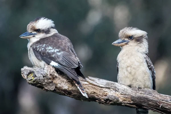 Rindo Kookaburra Par Descansando Galho Árvore — Fotografia de Stock