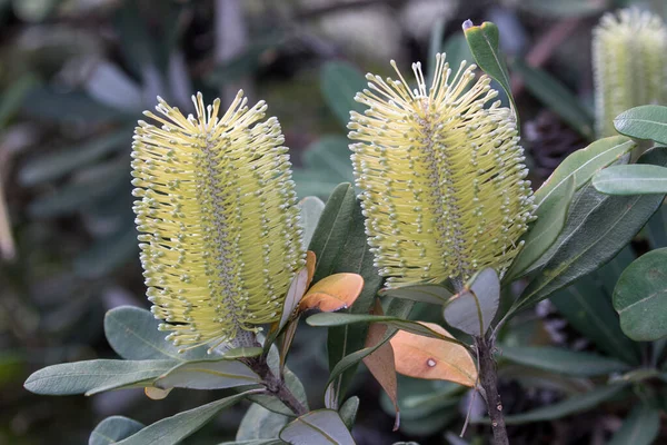 Costa Banksia Planta Flor — Foto de Stock