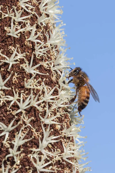 Медовая Пчела Собирает Нектар Австралийского Травяного Дерева — стоковое фото