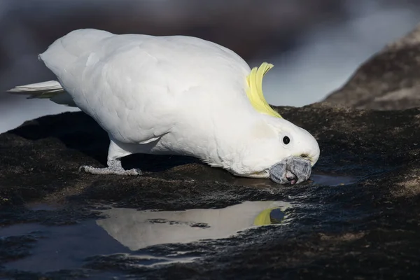 Bebida Cacatua Com Crista Enxofre — Fotografia de Stock