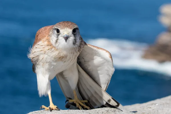 Nankeen Kestrel Streaching Ala — Foto Stock