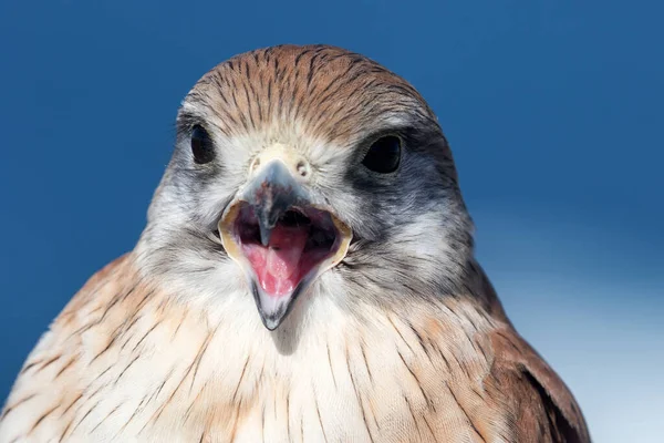 Superb Fairy Zaunkönig Auf Barsch — Stockfoto