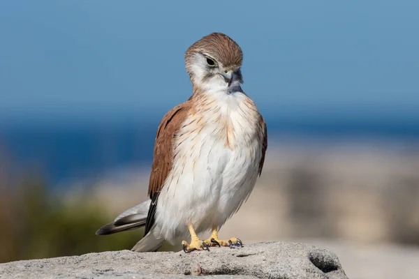 Nankeen Kestrel Preening Piume — Foto Stock