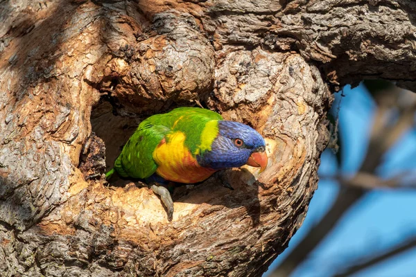 Rainbow Lirikeet Descansando Entrada Del Nido — Foto de Stock