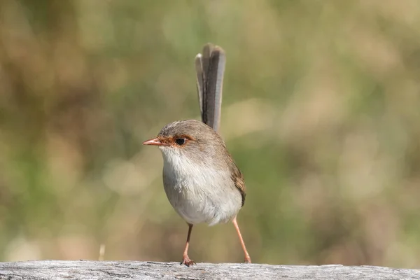 Tünekte Muhteşem Peri Wren — Stok fotoğraf