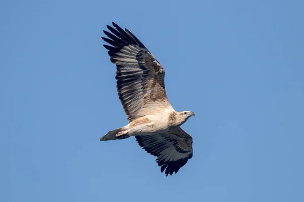 Jonge Zeearend Met Witte Buik Tijdens Vlucht — Stockfoto