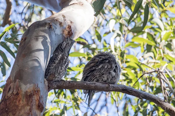 Tawny Frogmoty Pair Resting Tree Day — ストック写真