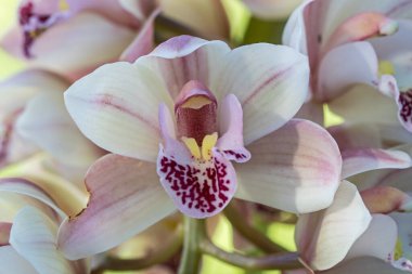 Çiçekli Cimbidium orkideleri