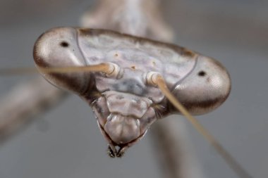 Peygamberdevesi Başı 'nın Kapanışı