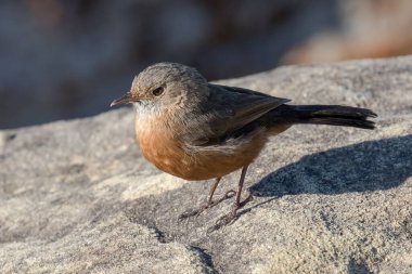 Rock Warbler kum taşında dinleniyor