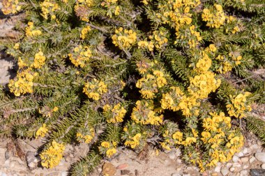 Yumurta ve Pastırma veya Bükülmüş Papağan Bezelyesi