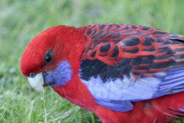Kırmızı Rosella çim tohumlarıyla besleniyor