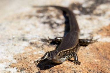 Doğu Su Kayağı Güneş Işığının tadını çıkarıyor