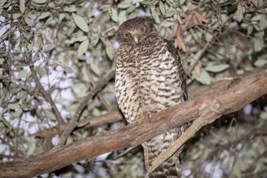 Güçlü Baykuş ağaçta tünemiş