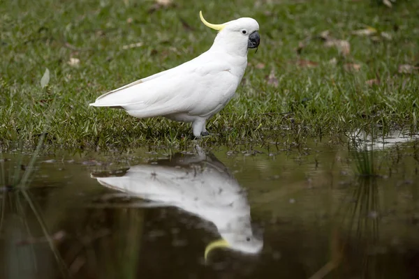 Cockatoo Crestato Zolfo Che Nutre Radici Vegetali Con Riflesso Acqua — Foto Stock