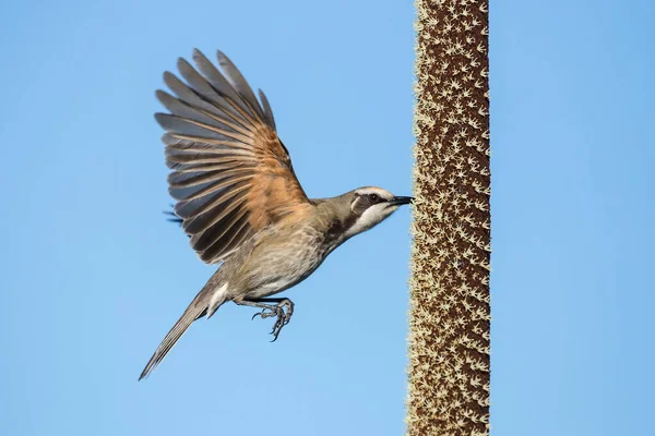 Tawny Kroning Honeyater Voedend Van Nectar Van Een Oval Grass — Stockfoto