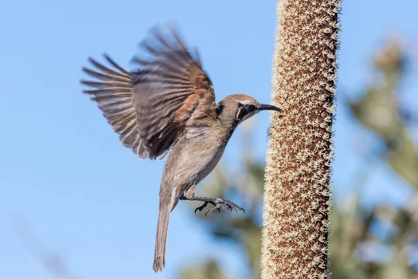 Tawny Korunované Honeyater Krmení Nektar Oválné Trávy Strom Květ Hrot — Stock fotografie