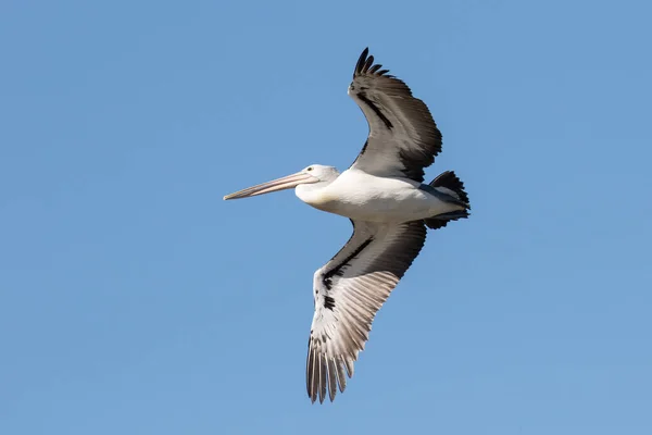 Australischer Pelikan Flug Mit Blauem Himmel — Stockfoto