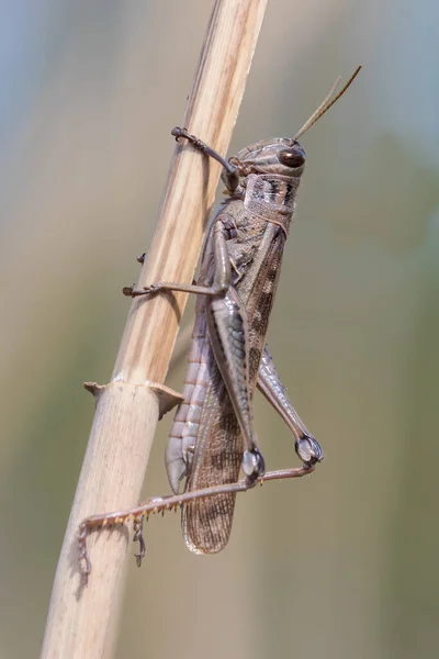 Spur Throated Locust Resting Grass Stalk — Stock Photo, Image