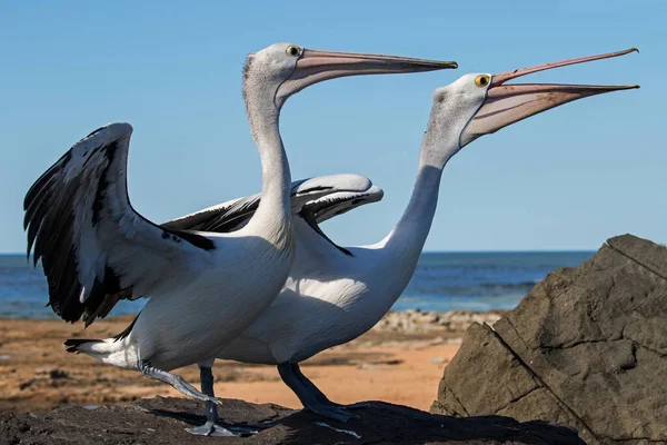 Pelicanos Australianos Com Asas Abertas — Fotografia de Stock