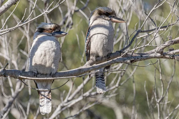 Laughing Kookaburra pair resting in tree