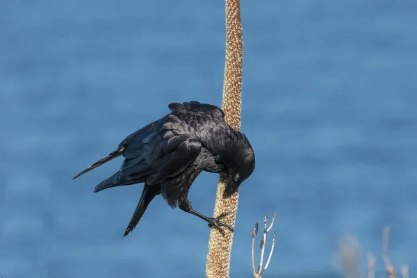 Corbeau Australien Nourrissant Épi Ovale Herbe — Photo