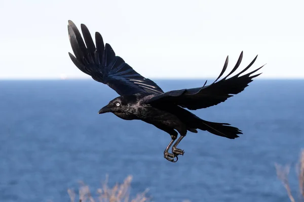Australian Raven Filght Com Fundo Água Azul — Fotografia de Stock