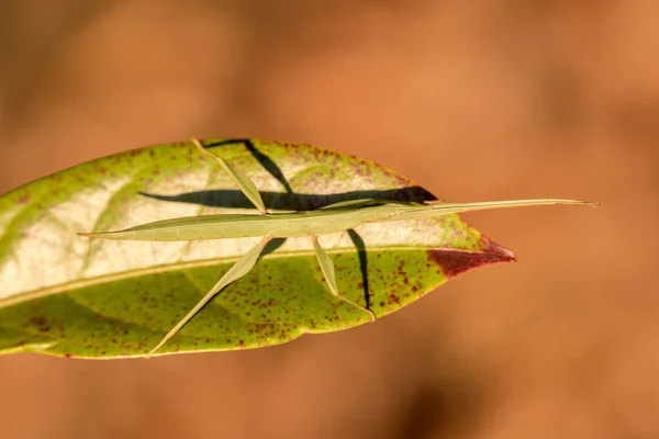 幼童竹节虫栖息在绿叶上 — 图库照片
