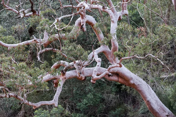 Sydney Red Gum photographed in the Royal National Park, Sydney Australia