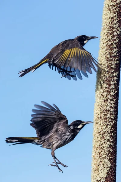 New Holland Honeyeater Nektárt Eszik Egy Fűszálból — Stock Fotó