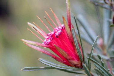 Avustralya Dağ Şeytanı veya Bal Çiçeği
