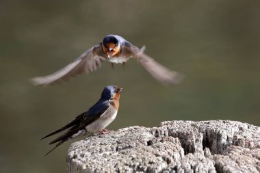 Hoşgeldiniz Kırlangıç çifti birbirleriyle etkileşimde