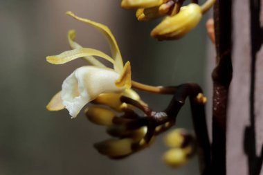 Sydney Red Gum 'un gövdesine tırmanan orkide.
