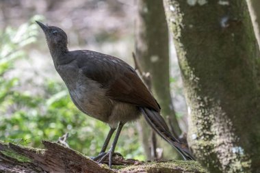 Muhteşem Lyrebird yağmur ormanlarında dinleniyor.