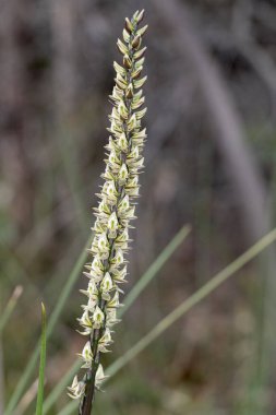 Kraliyet Ulusal Parkı 'nda yetişen uzun pırasa orkidesi; Sydney Avustralya