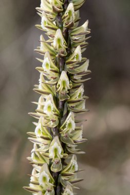 Kraliyet Ulusal Parkı 'nda yetişen uzun pırasa orkidesi; Sydney Avustralya